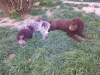Additional photos: Purebred Lagotto Romagnolo Puppies