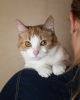 Photo №3. Ksyusha is looking for a home! Miniature affectionate cat. Russian Federation