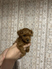 Photo №2 to announcement № 58988 for the sale of poodle (toy) - buy in Belarus private announcement