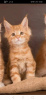 Photo №2 to announcement № 8794 for the sale of maine coon - buy in Russian Federation from nursery