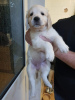 Photo №1. golden retriever - for sale in the city of Neumünster | 423$ | Announcement № 110988