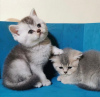 Photo №2 to announcement № 60943 for the sale of scottish fold - buy in United States breeder