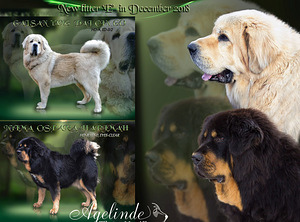 Photo №3. On December 19, 8 beautiful Tibetan Mastiff puppies were born in Kennel. Estonia