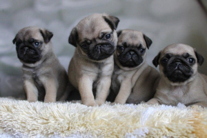Photo №1. pug - for sale in the city of Москва | 399$ | Announcement № 1992
