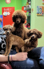 Photo №4. I will sell poodle (toy) in the city of Belgrade. breeder - price - negotiated