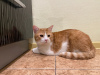 Additional photos: Charming red cat Bonechka is looking for a home and a loving family!