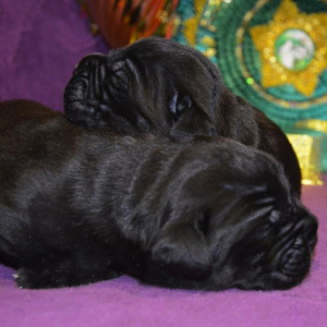 Photo №4. I will sell cane corso in the city of Sevastopol. from nursery, breeder - price - negotiated