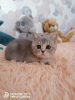 Additional photos: british kitten