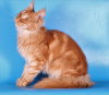 Photo №4. I will sell maine coon in the city of Москва. private announcement, from nursery, breeder - price - 317$