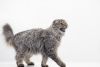 Additional photos: Kitten Manul in good hands