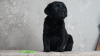 Photo №1. labrador retriever - for sale in the city of Volgograd | 651$ | Announcement № 106970