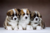 Photo №3. Gorgeous Pembroke Welsh Corgi puppies. Russian Federation
