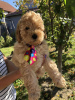 Additional photos: Apricot MEDIUM POODLE puppy