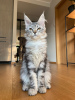 Photo №2 to announcement № 56795 for the sale of maine coon - buy in Latvia private announcement