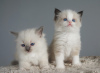 Photo №1. ragdoll - for sale in the city of Bern | negotiated | Announcement № 122085