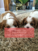 Photo №1. cavalier king charles spaniel - for sale in the city of Barnaul | 350$ | Announcement № 107019