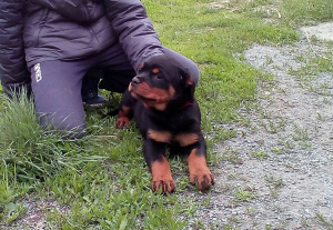 Photo №2 to announcement № 2422 for the sale of rottweiler - buy in Russian Federation private announcement, breeder