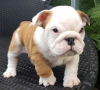 Photo №1. english bulldog - for sale in the city of Гамбург | 264$ | Announcement № 124490