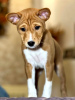 Additional photos: Basenji puppies. African non-barking dog.