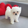 Photo №1. maltese dog - for sale in the city of Paris | negotiated | Announcement № 103210