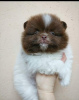 Photo №2 to announcement № 10379 for the sale of pomeranian - buy in Turkey private announcement, breeder