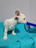 Additional photos: French bulldog puppies for sale