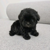 Photo №2 to announcement № 127662 for the sale of poodle (toy) - buy in Finland private announcement, breeder