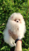 Photo №4. I will sell pomeranian in the city of Minsk. breeder - price - 350$