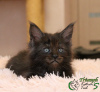 Photo №1. maine coon - for sale in the city of St. Petersburg | 747$ | Announcement № 8713