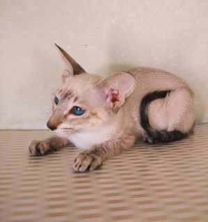 Photo №2 to announcement № 6285 for the sale of siamese cat - buy in Russian Federation from nursery