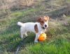 Additional photos: Jack Russell Terrier