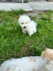 Photo №3. Hypoallergenic Bichon Frize puppies. Turkey