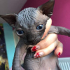 Photo №1. sphynx cat - for sale in the city of Лумийоки | 454$ | Announcement № 84185