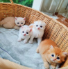 Photo №1. persian cat - for sale in the city of Helsinki | negotiated | Announcement № 117922