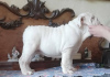 Photo №4. I will sell english bulldog in the city of Москва. from nursery - price - negotiated