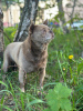 Photo №2 to announcement № 105208 for the sale of chihuahua - buy in Germany breeder