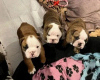 Photo №3. English bulldogs puppies available. Ukraine