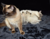 Photo №3. Home trained Ragdoll Kittens for Sale available now to Loving Homes. Germany