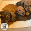 Photo №3. The most beautiful dachshund puppies are only from Fulgrim dogs. France