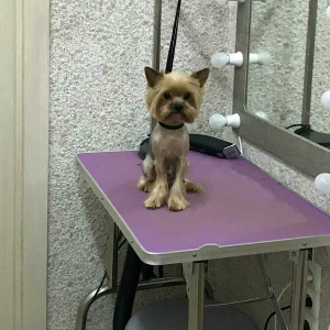 Photo №2. Service of the groomer in Russian Federation. Price - 16$. Announcement № 5428