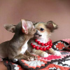 Photo №1. chihuahua - for sale in the city of Naperville | 400$ | Announcement № 55639