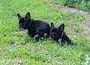 Photo №2 to announcement № 55806 for the sale of french bulldog - buy in Russian Federation from nursery