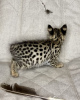 Photo №4. I will sell savannah cat in the city of Москва. from nursery - price - 12418$