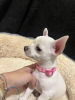 Photo №1. chihuahua - for sale in the city of Greenville | 350$ | Announcement № 84076