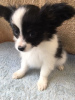 Photo №3. Papillon puppies with Pedigree for adoption. Netherlands