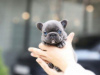 Photo №2 to announcement № 64578 for the sale of french bulldog - buy in Germany private announcement