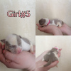 Photo №4. I will sell american bully in the city of Serov. from nursery - price - negotiated