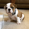 Photo №1. english bulldog - for sale in the city of Мадрид | negotiated | Announcement № 116153