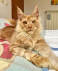 Photo №1. maine coon - for sale in the city of Berlin | 300$ | Announcement № 103203