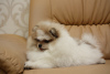 Photo №1. pomeranian - for sale in the city of Dnipro | 1183$ | Announcement № 7629